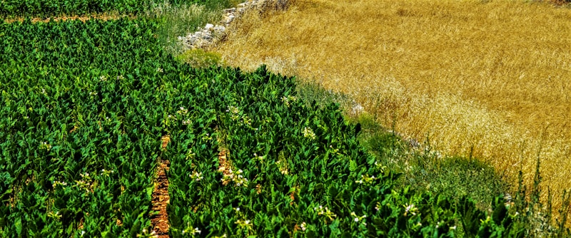 Close-up of agricultural produce