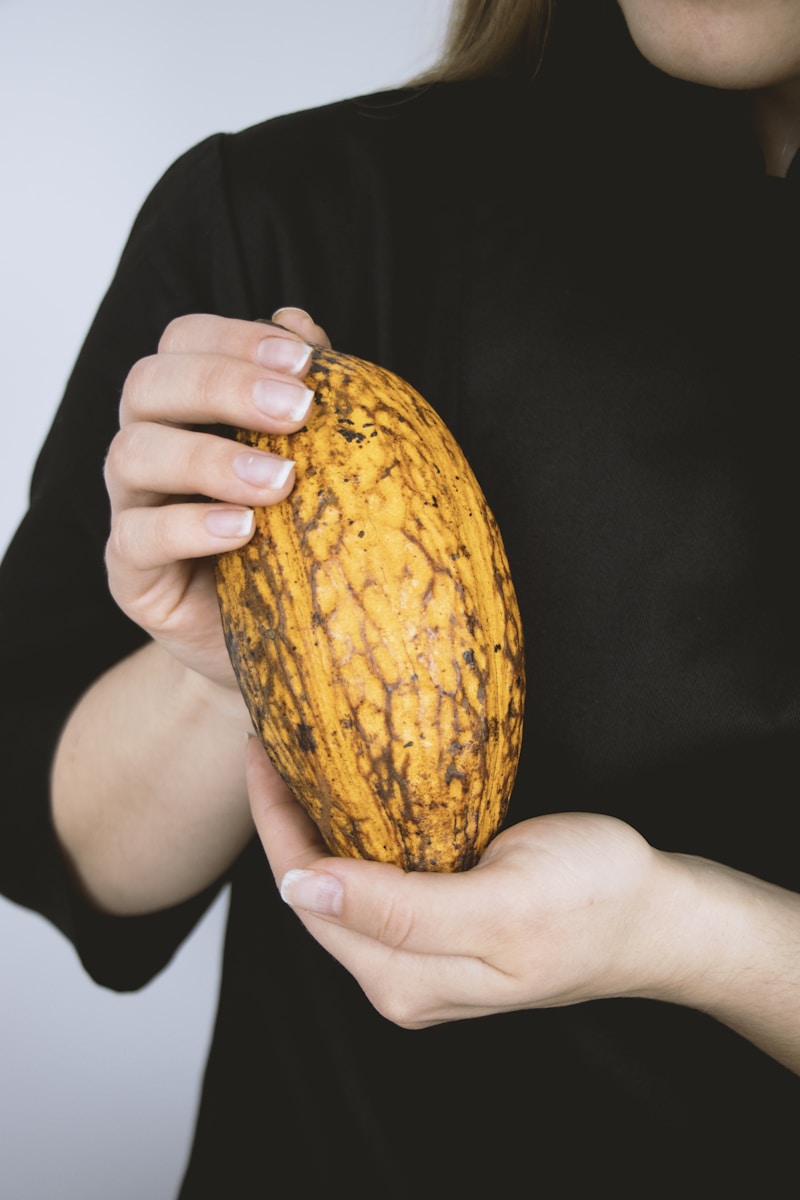 Cocoa pod harvest