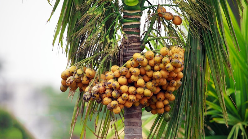 Palm fruit bunch